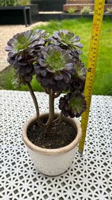 Tree Aeonium (Aeonium arboreum)