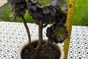 Tree Aeonium (Aeonium arboreum)