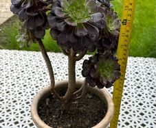 Tree Aeonium (Aeonium arboreum)