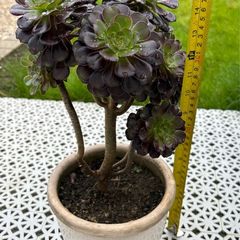 Tree Aeonium (Aeonium arboreum)