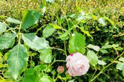 White Rose