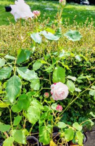 White Rose