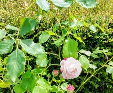 White Rose