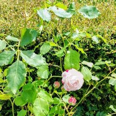 White Rose