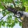 Parkside Performance 20V Cordless Brushless Pruner. Shed house clearance sale unwanted stuff gift car boot sale. Garden Maintenance Image 5