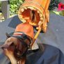 Vintage Shire Horse/Gypsy Caravan Image 9