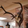 French Oak Antler Wall Mount 1 Image 2