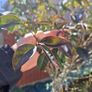 tree in a pot Image 7