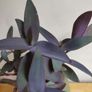 Tradescantia pallida purple jew plant in green ceramic pot Image 3