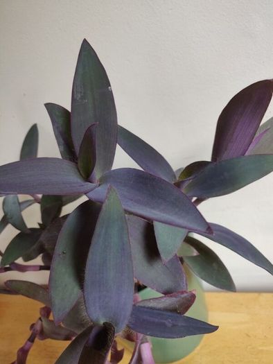 Tradescantia pallida purple jew plant in green ceramic pot