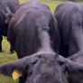 Cattle Image 8