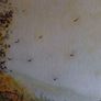 Large Framed Signed Carberry Watercolour Landscape 62 x 90 cm Image 2