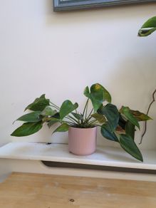 Lily Plant