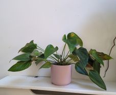 Lily Plant