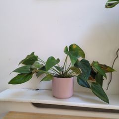 Lily Plant