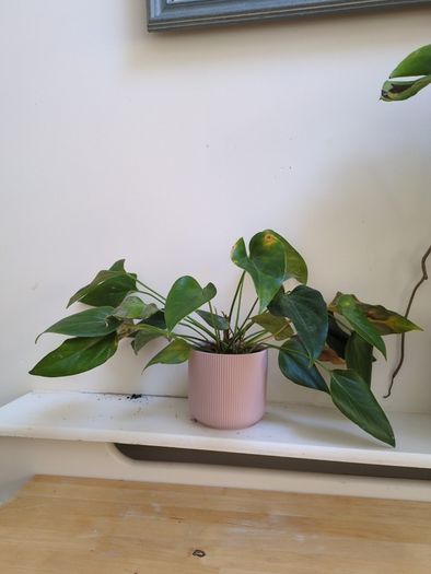 Lily Plant