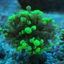 toxic green blochy hammer coral Image 2