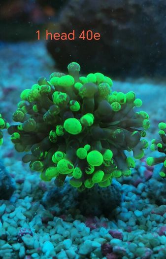 toxic green blochy hammer coral