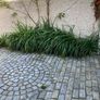 Plant Dianella Image 4
