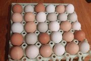 chicken hatching eggs