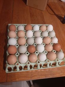 chicken hatching eggs