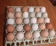chicken hatching eggs