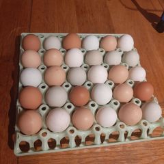 chicken hatching eggs