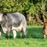 Roscommon mart SPRINGER sale Image 8