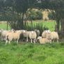 Ewe lambs Image 3