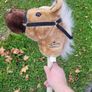 stick horse Image 2