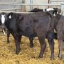 AA Heifer Weanlings Image 10