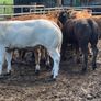 22 charlaois and limousine heifers 315kg Image 2