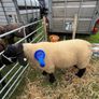 Pedigree Suffolk rams for sale Image 2