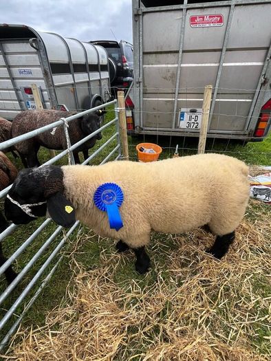Pedigree Suffolk rams for sale