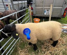 Suffolk rams for sale