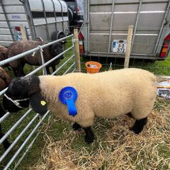 Suffolk rams for sale