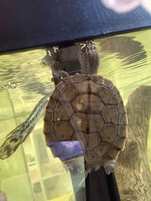 Mississippi Map Turtle