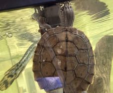 Mississippi Map Turtle