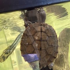 Mississippi Map Turtle