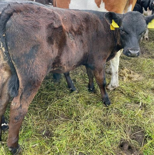 10 smashing AA bull weanlings