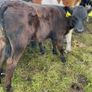 10 smashing AA bull weanlings Image 10