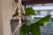 Golden Pothos incl. Hanging Basket and pot
