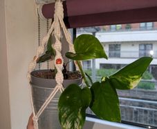 Golden Pothos incl. Hanging Basket and pot