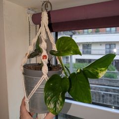 Golden Pothos incl. Hanging Basket and pot