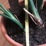 Giant White Bird of Paradise (Strelitzia Nicolai) Image 2