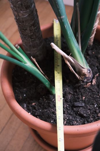 Large Houseplant Collection: 4 Monsteras, Rubber Tree & Giant Bird of Paradise