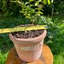 Potted Salvia Hot Lips Image 3