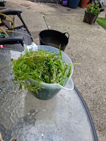 aquarium plants