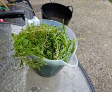 aquarium plants