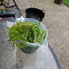 aquarium plants
